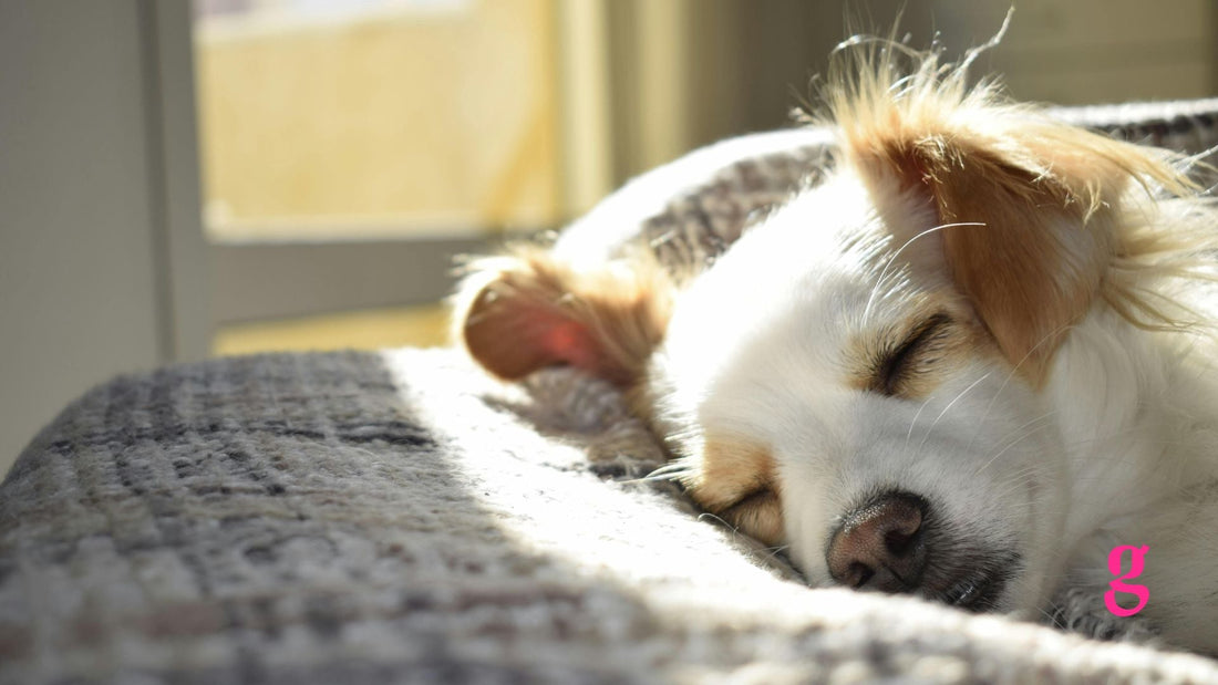6 Supplement Brands Senior Dogs Benefit from Most