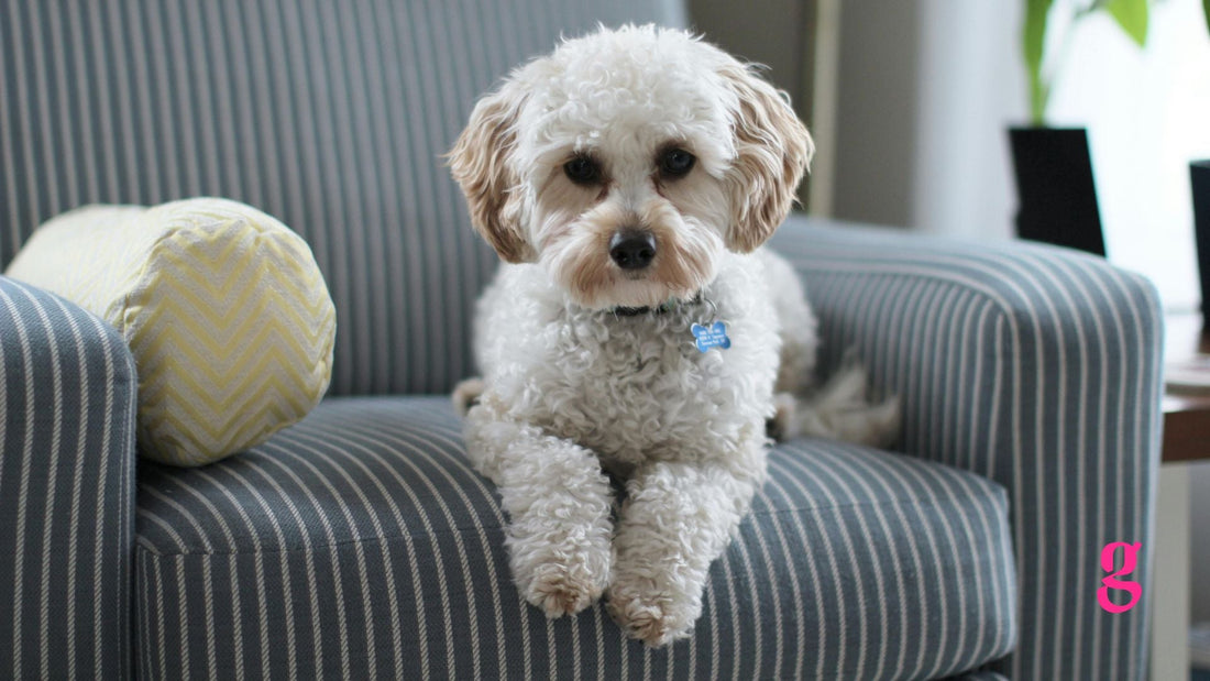Honest Pet. For families specifically seeking popular, affectionate breeds like the Cavapoo, French Bulldog, 